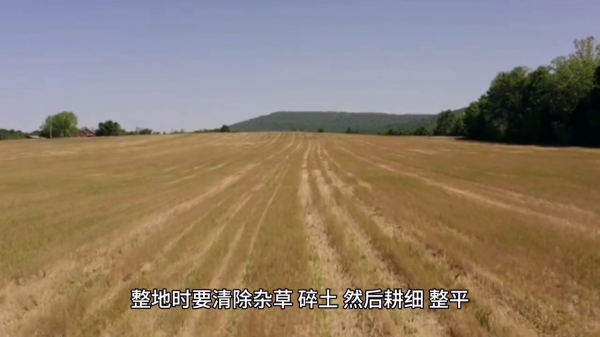 黄瓜怎么种植才能出苗