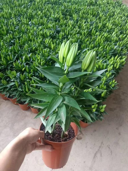 百合花的种子怎么种植