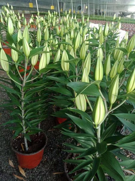 百合花的种子怎么种植