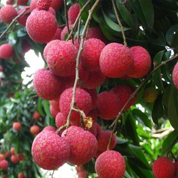 荔枝怎么种植才会活