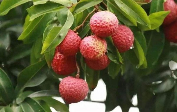 荔枝怎么种植才会活