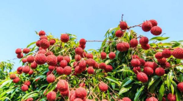 荔枝怎么种植才会活