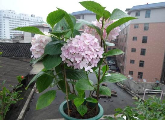 绣球花几月份扦插最好