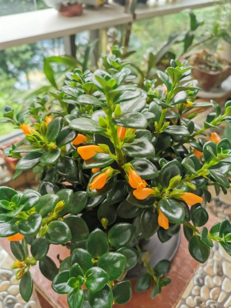 金鱼花怎么养才能开花