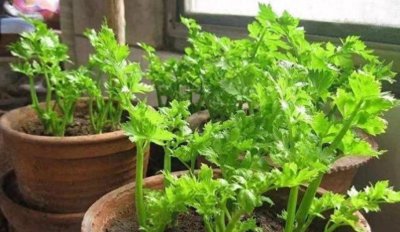 阳台适合种植什么样的菜 盘点五种适合阳台种植的蔬菜