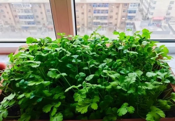 阳台适合种植什么样的菜