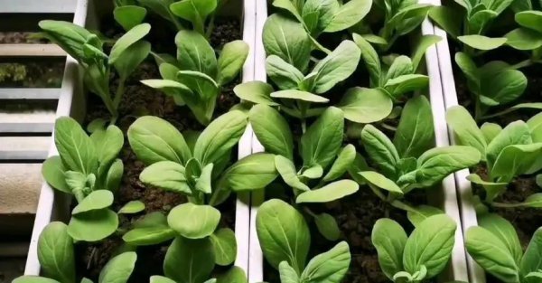 阳台适合种植什么样的菜