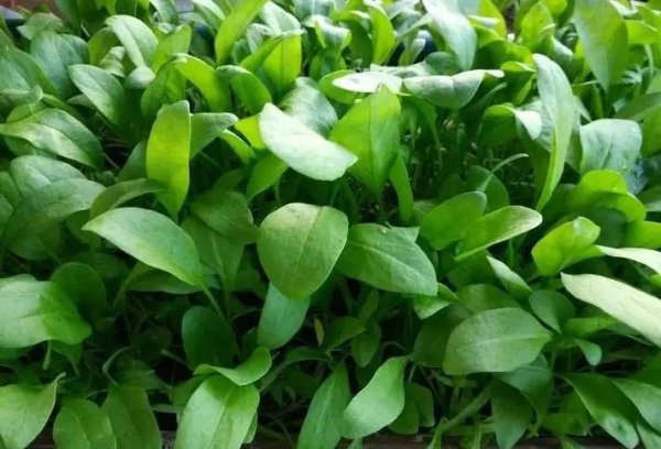 阳台适合种植什么样的菜
