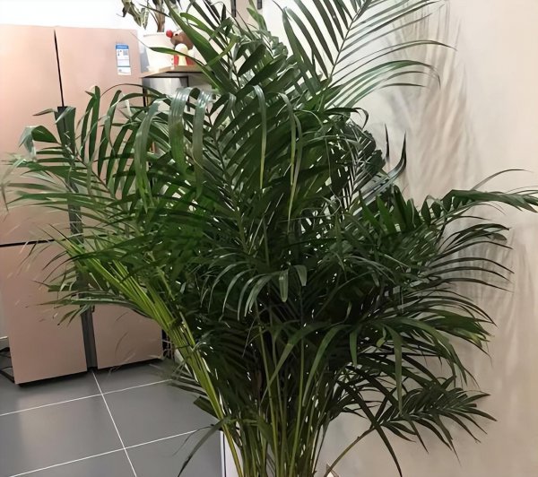 散尾葵怎么养才能更旺盛