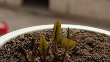 牡丹籽怎样种才会发芽