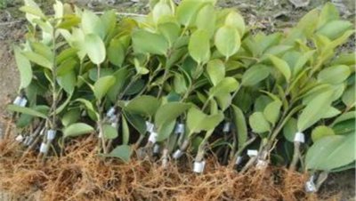 油茶种植需要注意什么条件 油茶栽培技术要点