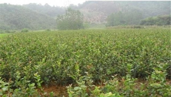 油茶种植需要注意什么条件