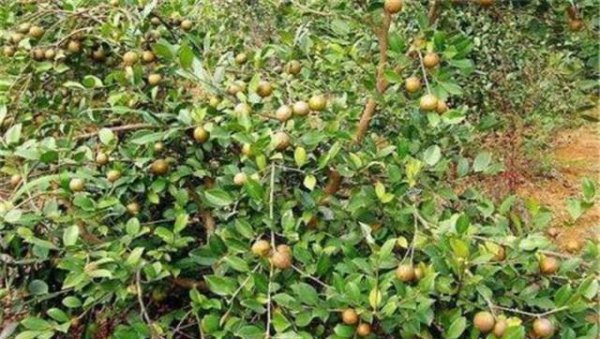 油茶种植需要注意什么条件