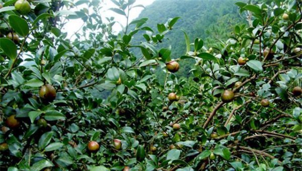 油茶种植需要注意什么条件