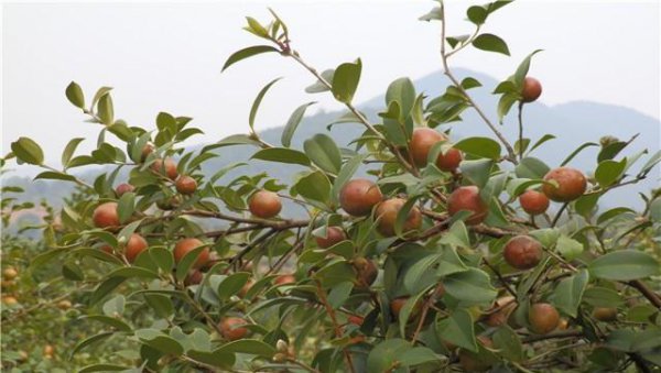 油茶种植需要注意什么条件