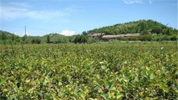油茶种植需要注意什么条件