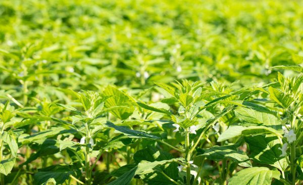 芝麻什么时候种植最好