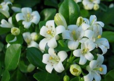 九里香一年开几次花 观赏九里香花期简介