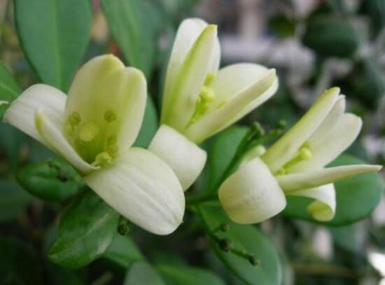 九里香一年开几次花