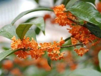 桂花树如何栽培成活率高