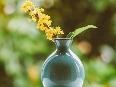 桂花树如何栽培成活率高