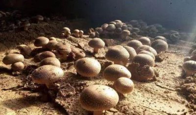 如何种植香菇种子 香菇的种植方法与管理