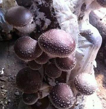 如何种植香菇种子