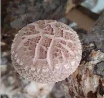如何种植香菇种子