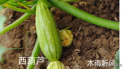 西葫芦怎么种植高产 西葫芦高产栽培技术要点