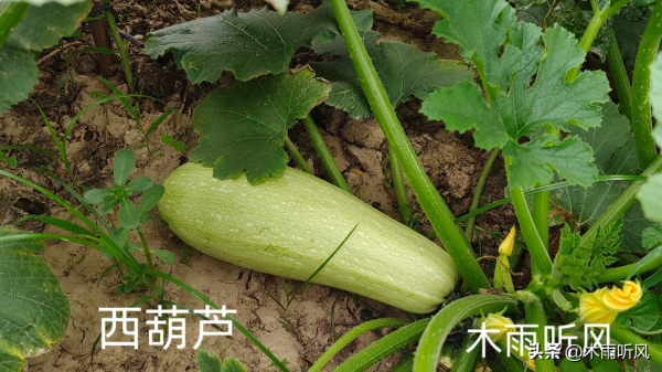 西葫芦怎么种植高产