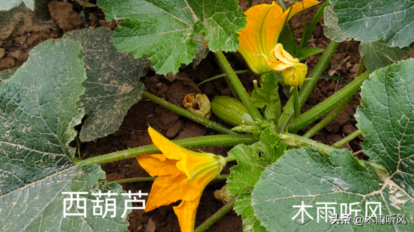 西葫芦怎么种植高产