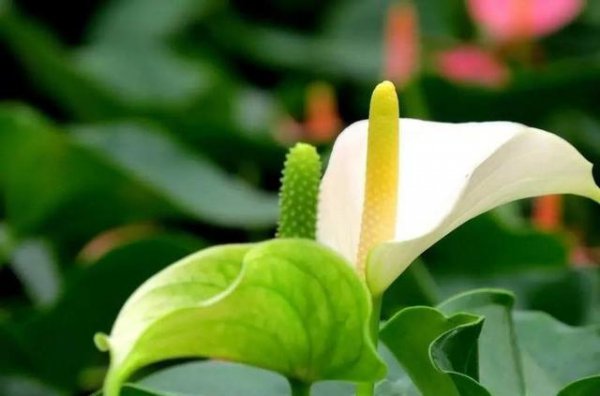 一帆风顺的花怎么养才好