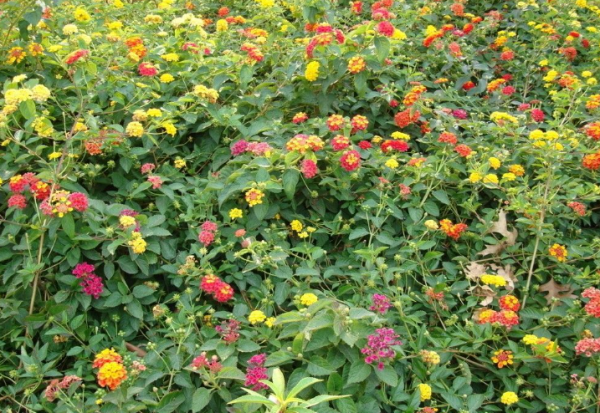 五色梅怎么养护才能开花