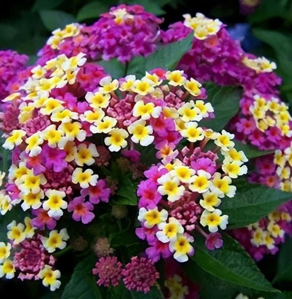 五色梅怎么养护才能开花