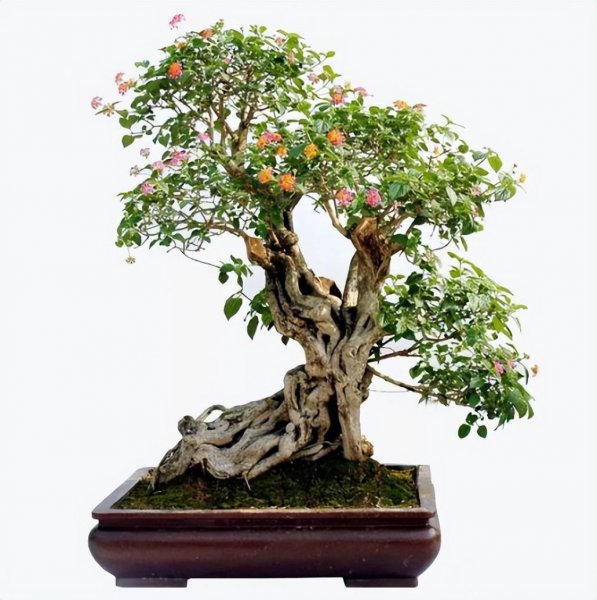 五色梅怎么养护才能开花