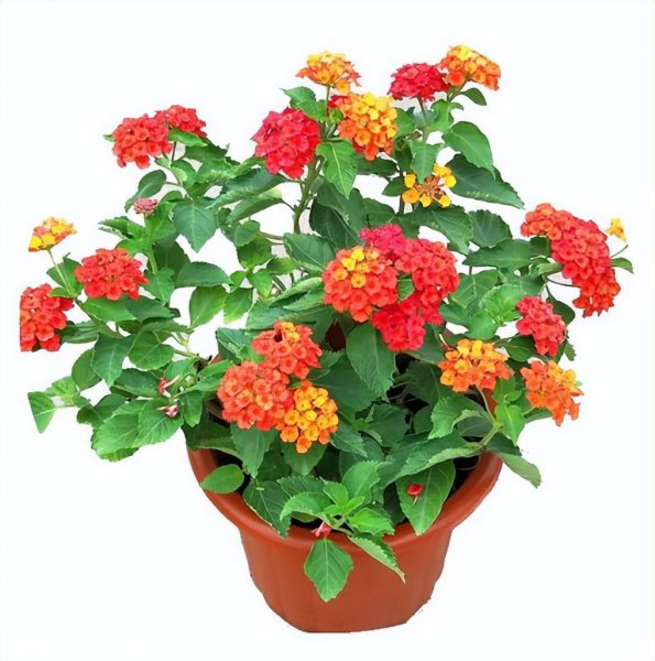 五色梅怎么养护才能开花