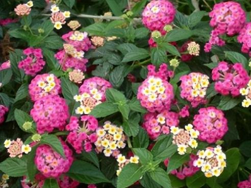 五色梅怎么养护才能开花