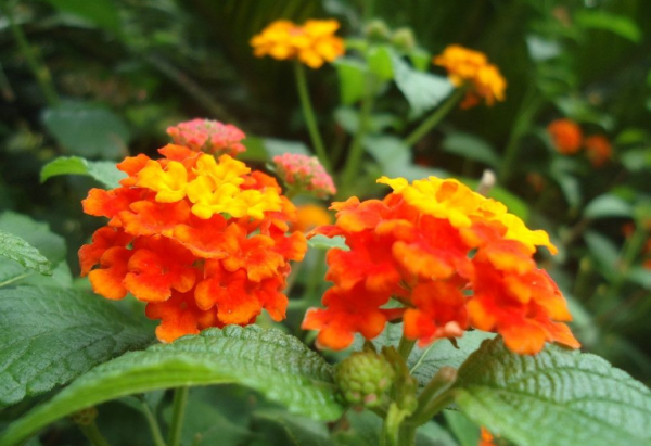 五色梅怎么养护才能开花