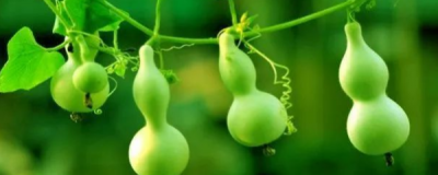 葫芦怎么种植结果多 葫芦的种植方法和管理
