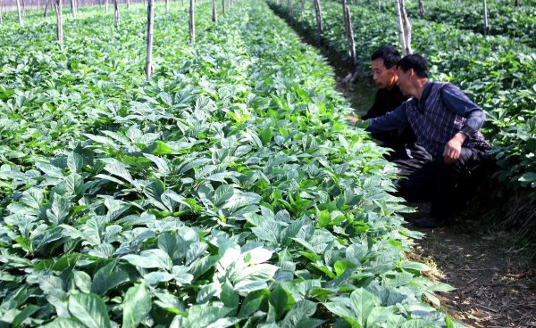 西洋参适合在什么地方种植