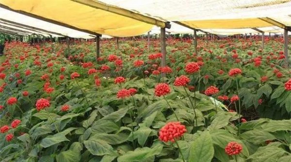 西洋参适合在什么地方种植