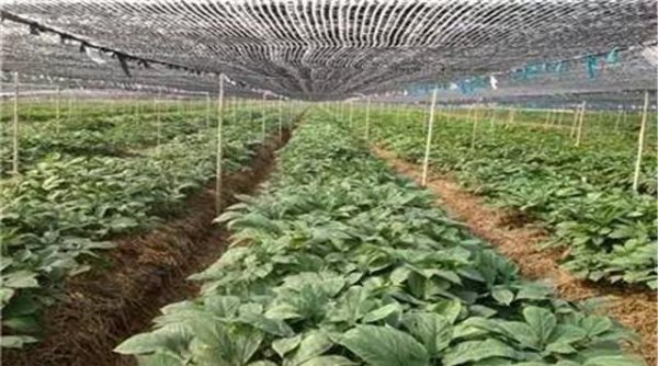 西洋参适合在什么地方种植
