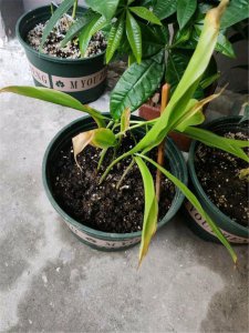 铃兰花怎么水养 铃兰浇水的正确方法