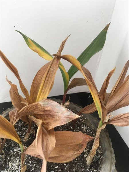 铃兰花怎么水养