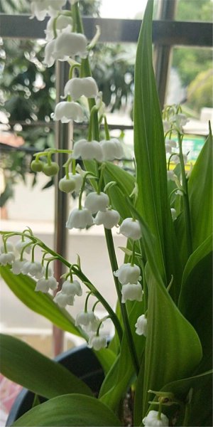 铃兰花怎么水养