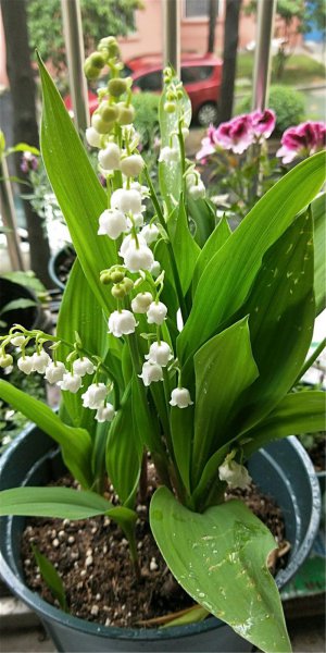 铃兰花怎么水养
