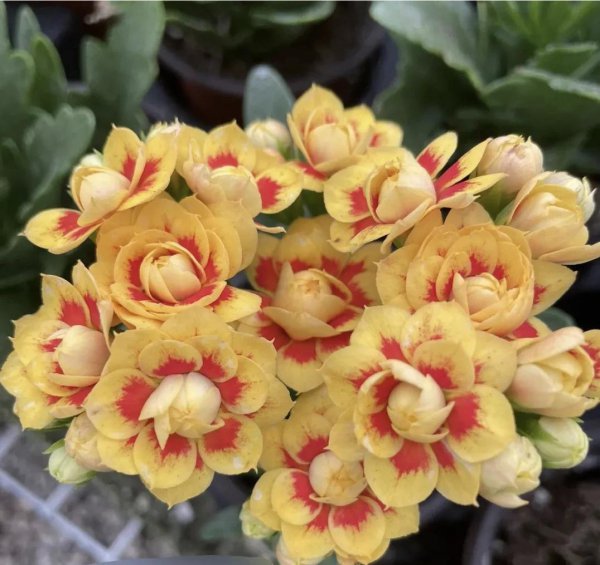 宫灯长寿花怎么养才开花