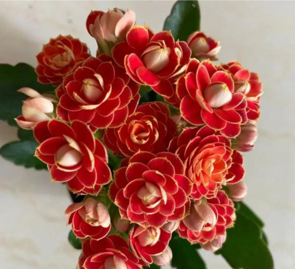 宫灯长寿花怎么养才开花