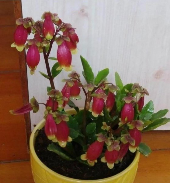 宫灯长寿花怎么养才开花