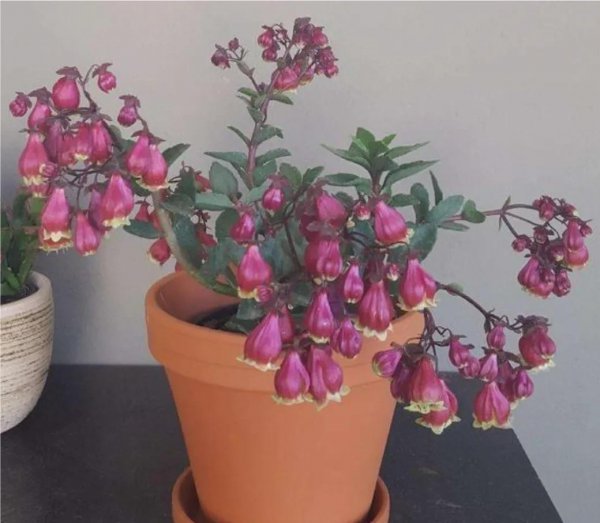 宫灯长寿花怎么养才开花